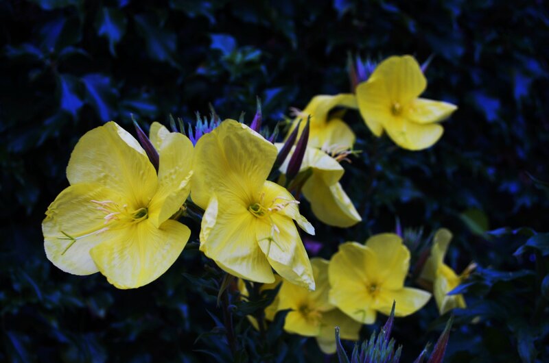 Yellow Evening Primrose Flowers — Dramatic, Night