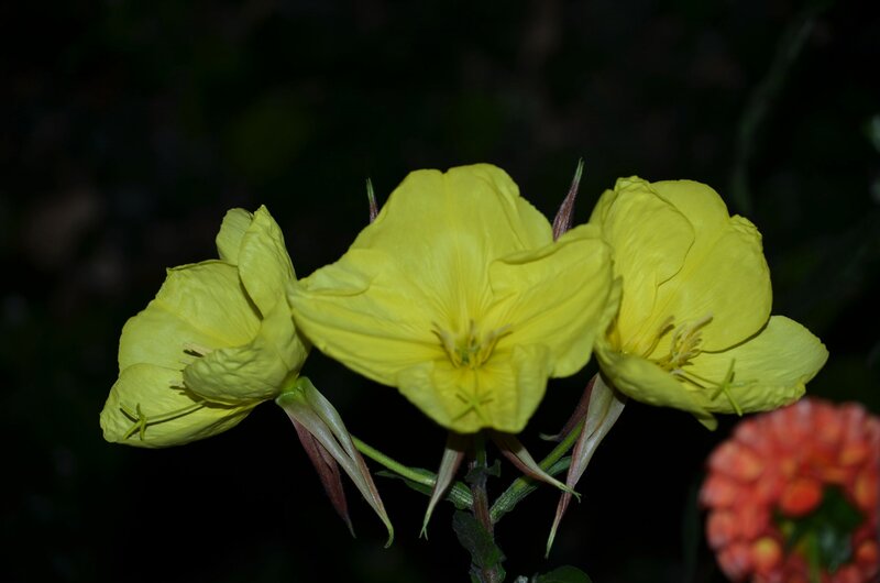 Yellow Evening Primrose Flowers — Dramatic