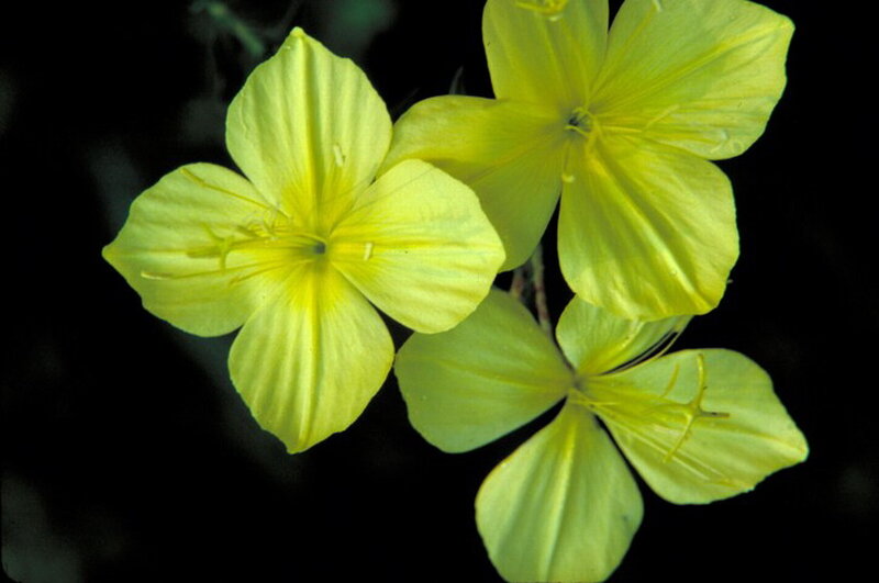 Yellow Evening Primrose Flowers — Natural