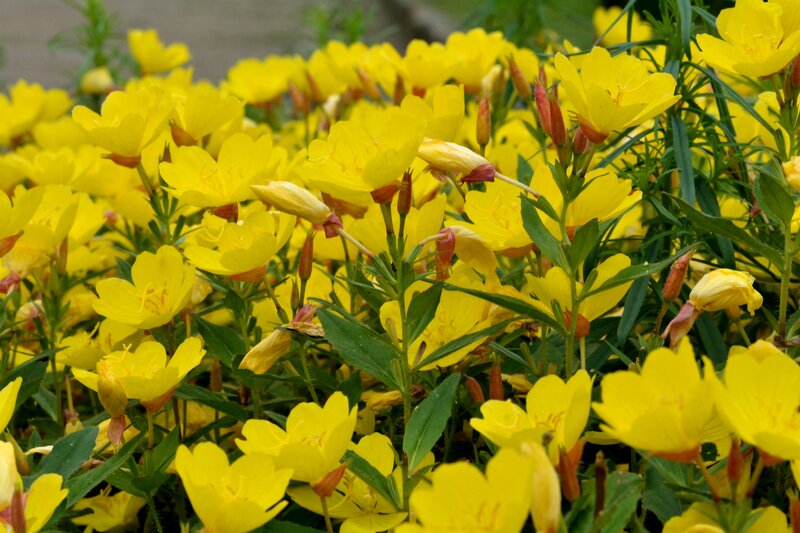 Yellow Evening Primrose Flowers — Vibrant