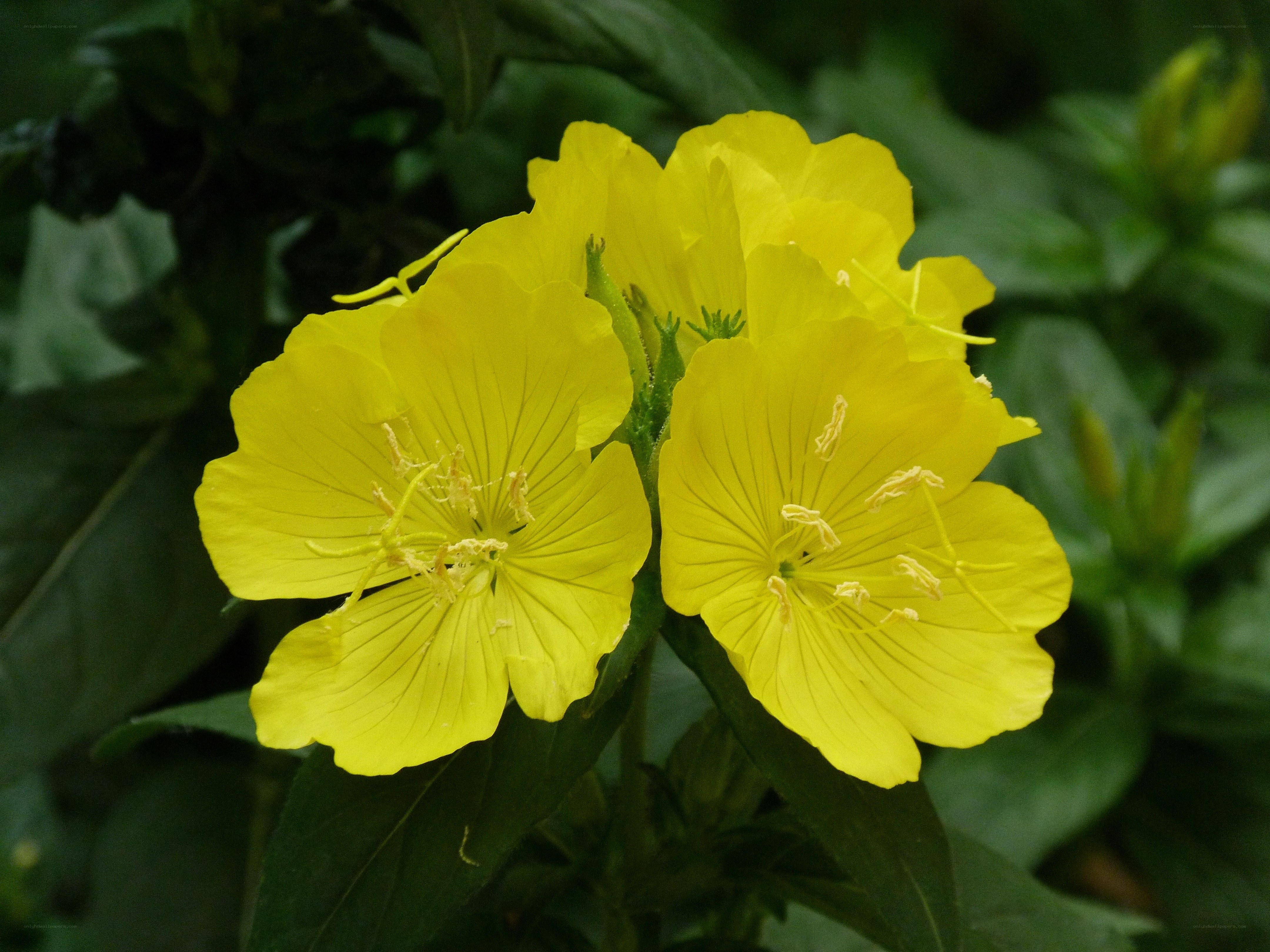 yellow evening primrose flowers