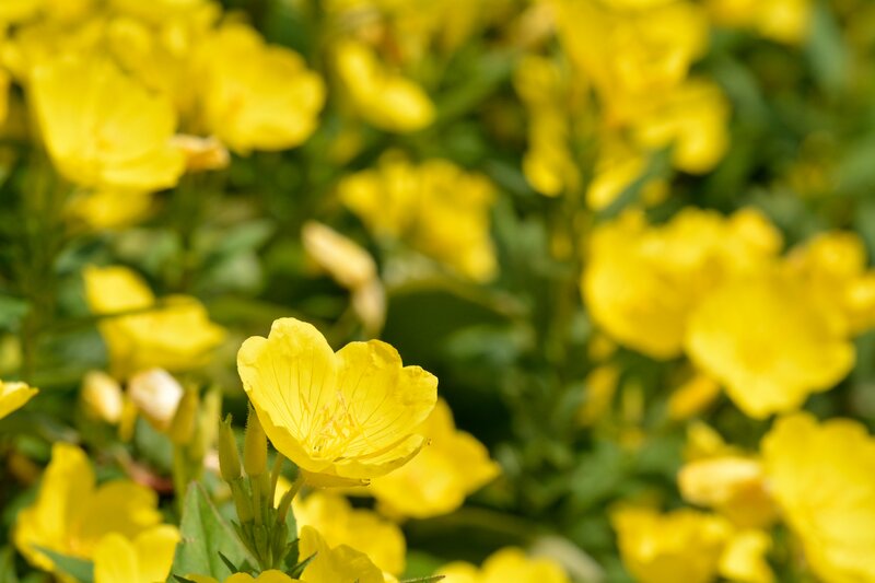 Yellow Evening Primrose