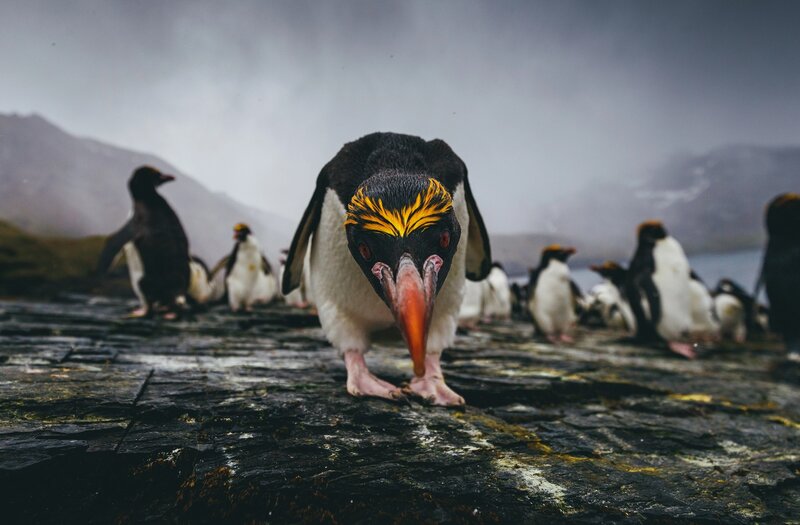 Yellow-eyed Penguin — Black