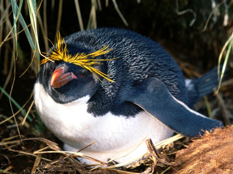 Yellow-eyed Penguin
