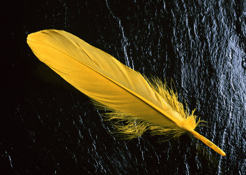 yellow feather on black surface