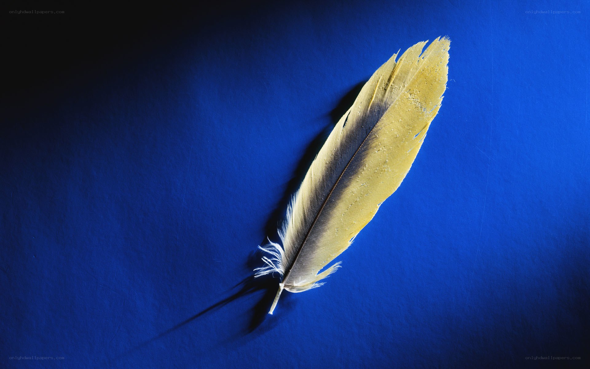 Yellow feather on blue background