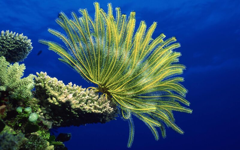 Yellow Feather Star — Blue, Serene