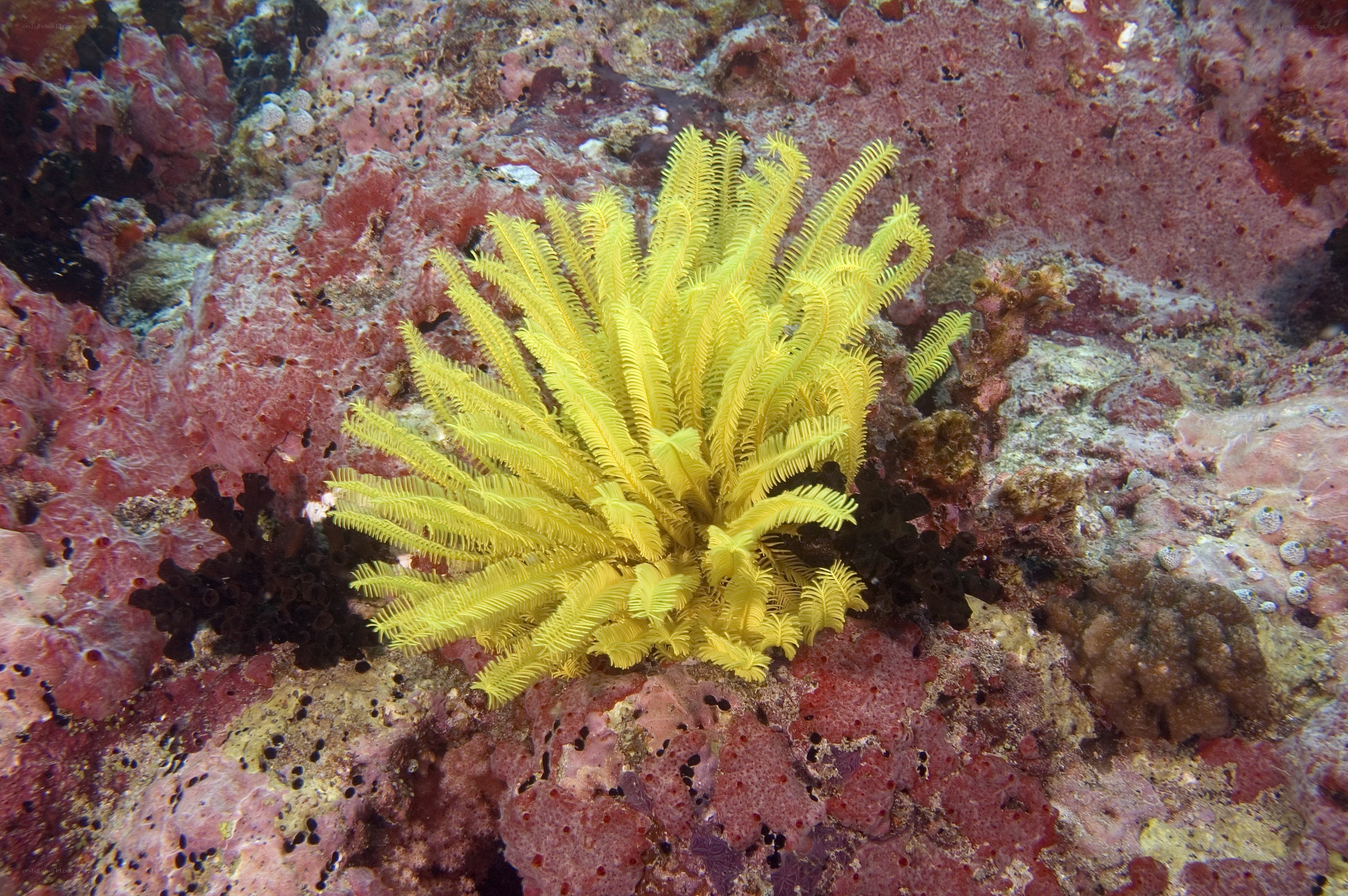 Yellow feather star on coral reef