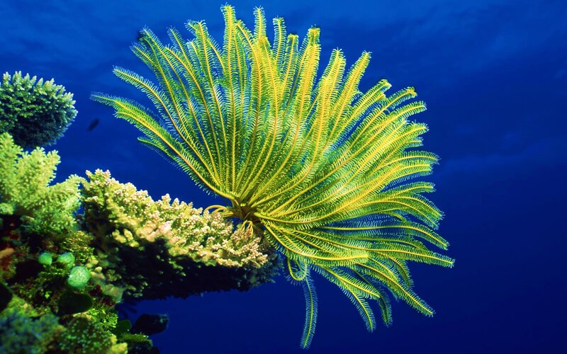 Yellow Feather Star