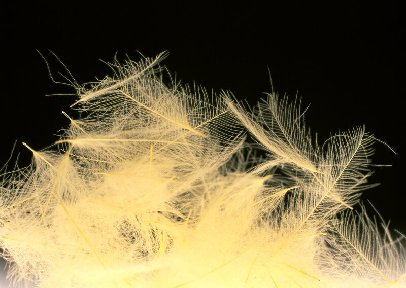 Yellow feathers on black background