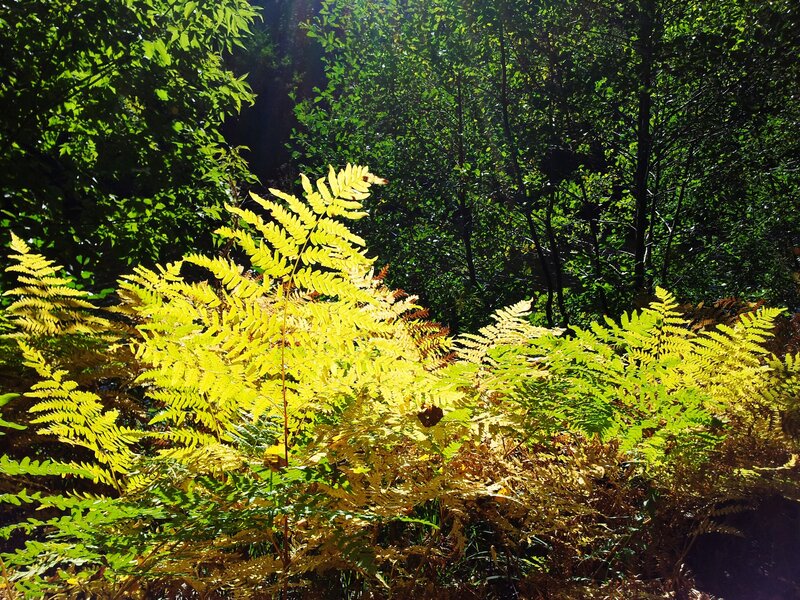 Yellow Ferns in Forest