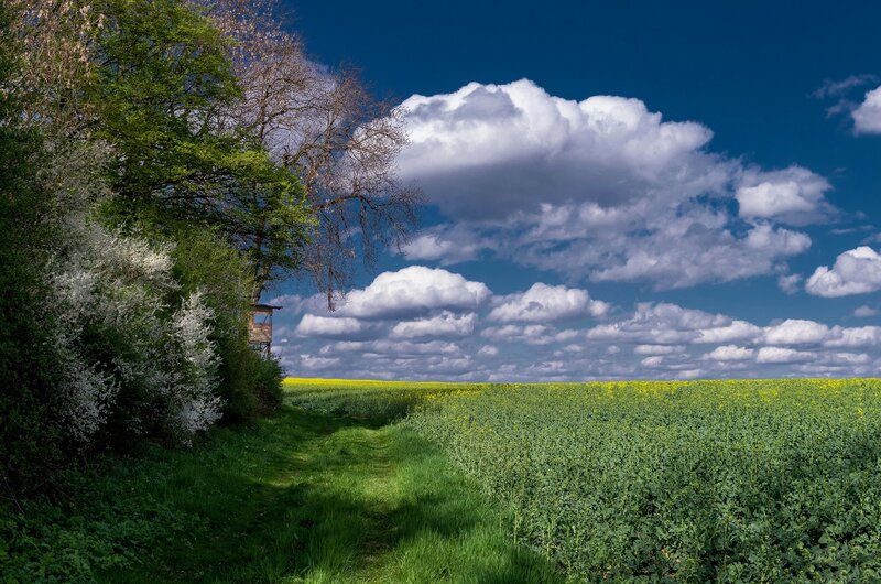 Yellow Field and Forest Path