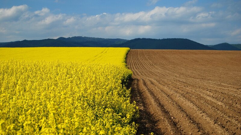 Yellow field and plowed land
