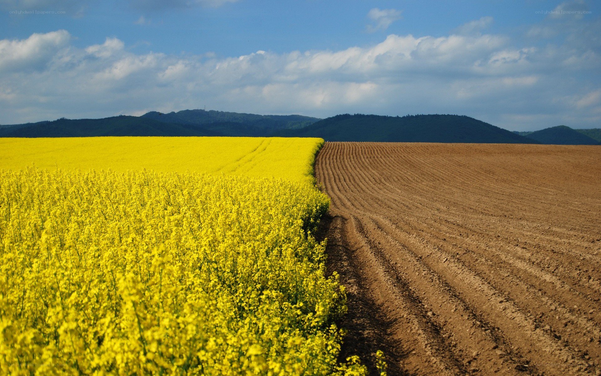 Yellow field and plowed land