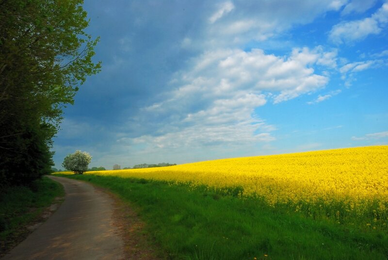Yellow Field and Road