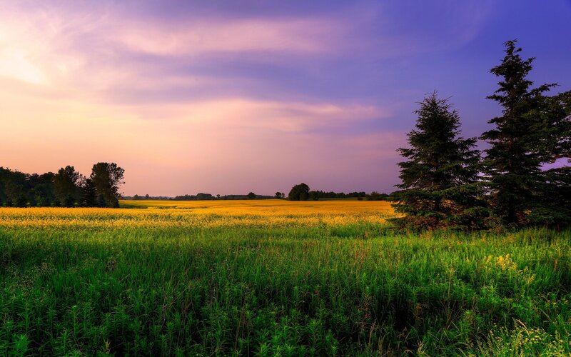 Yellow Field at Sunset — Photograph