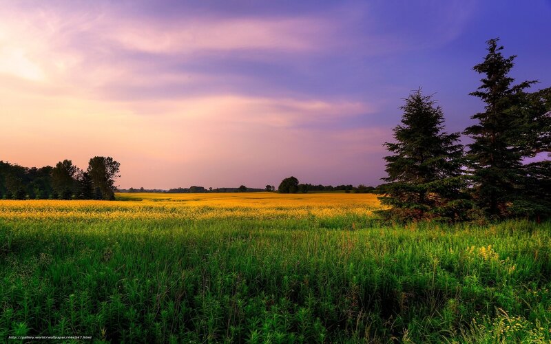 Yellow Field at Sunset — Purple, Serene, Photograph
