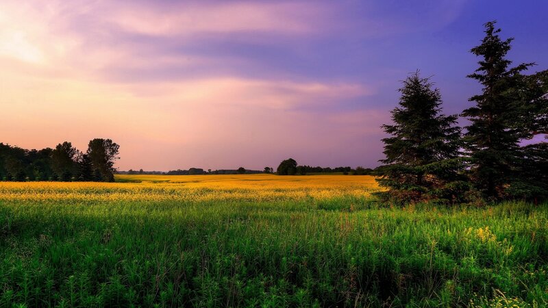Yellow Field at Sunset — Purple, Serene, Photograph, Trees, Sky