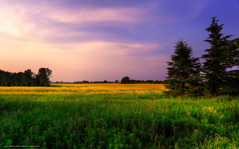 Yellow Field at Sunset — Purple, Serene
