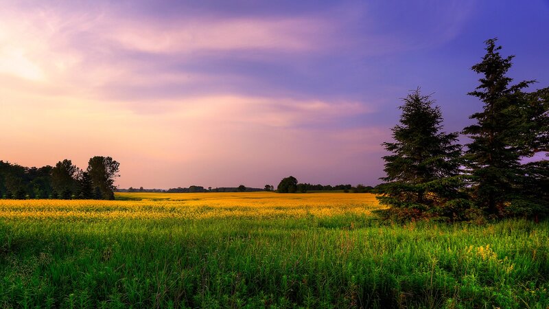 Yellow Field at Sunset — Serene