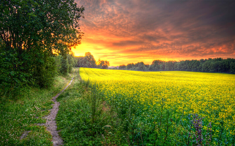 Yellow Field at Sunset