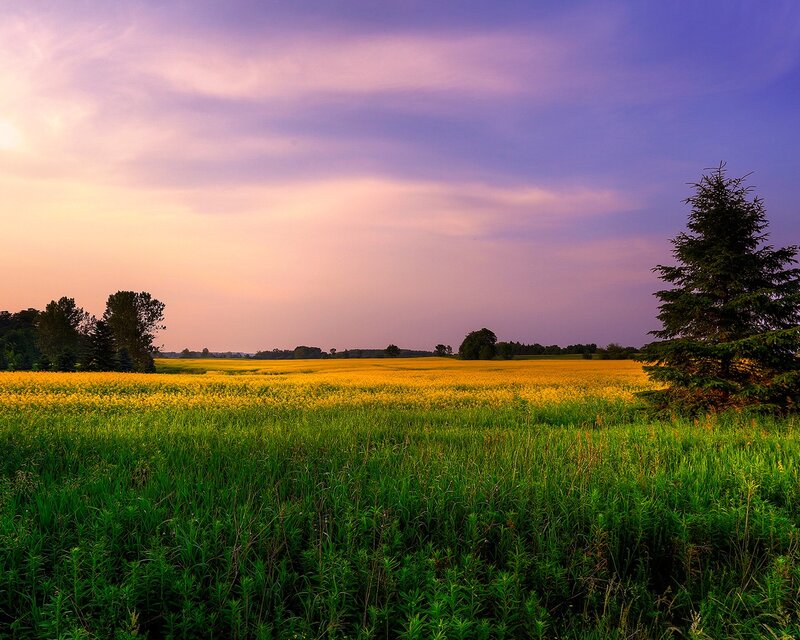 Yellow Field at Sunset — Trees