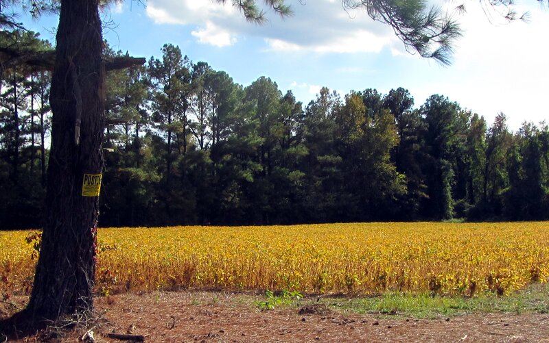 Yellow Field of Crops
