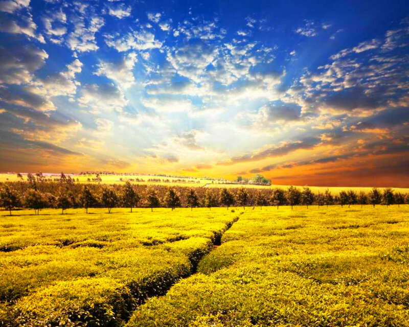 Yellow Field of Tea Plants