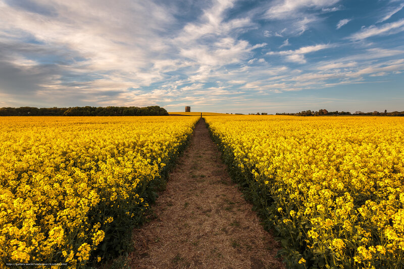 Yellow field path to tower