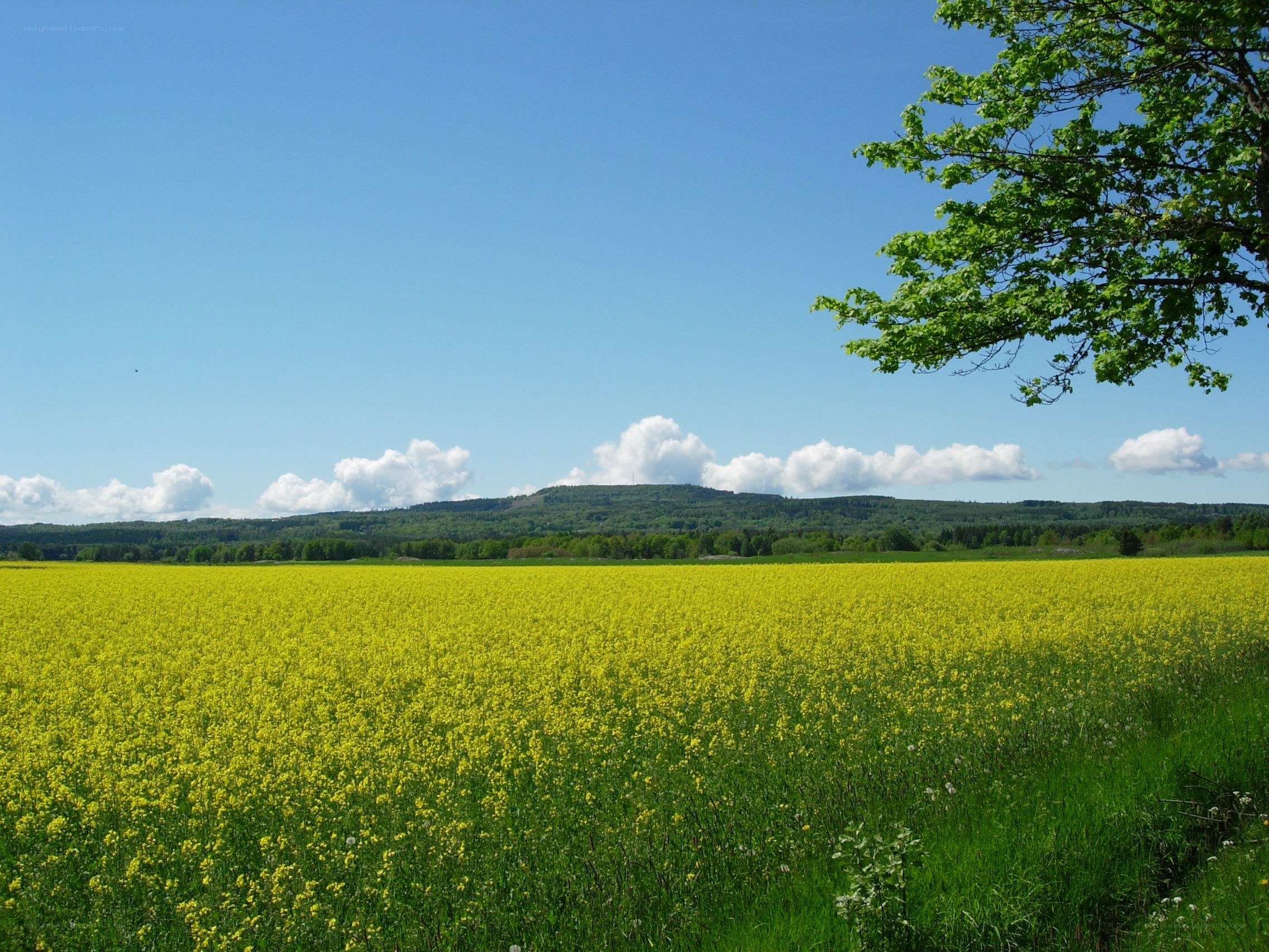 Yellow field under blue sky