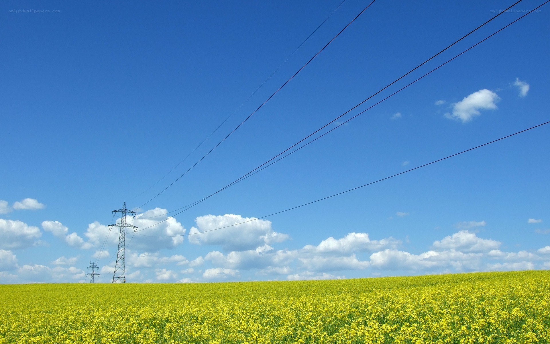Yellow field under blue sky