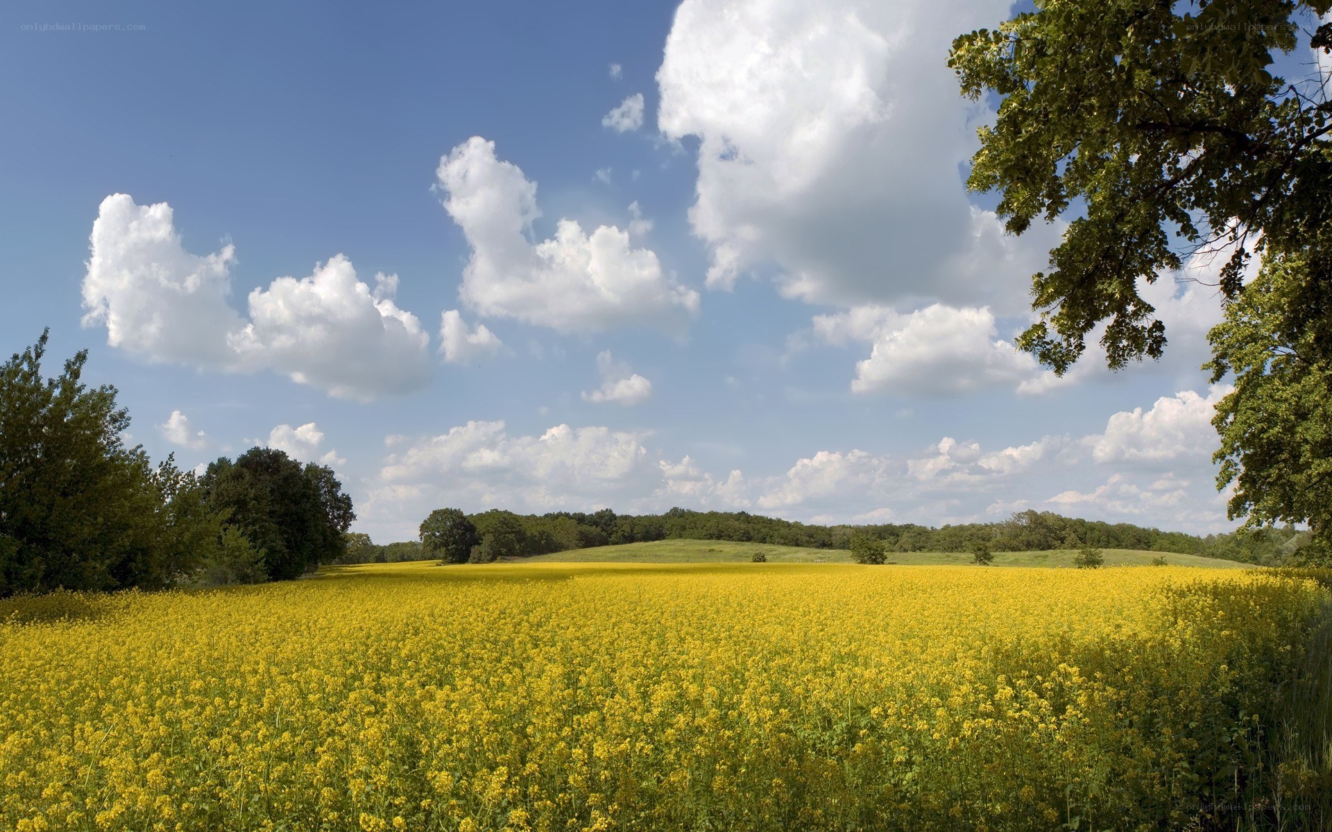 Yellow field under blue sky
