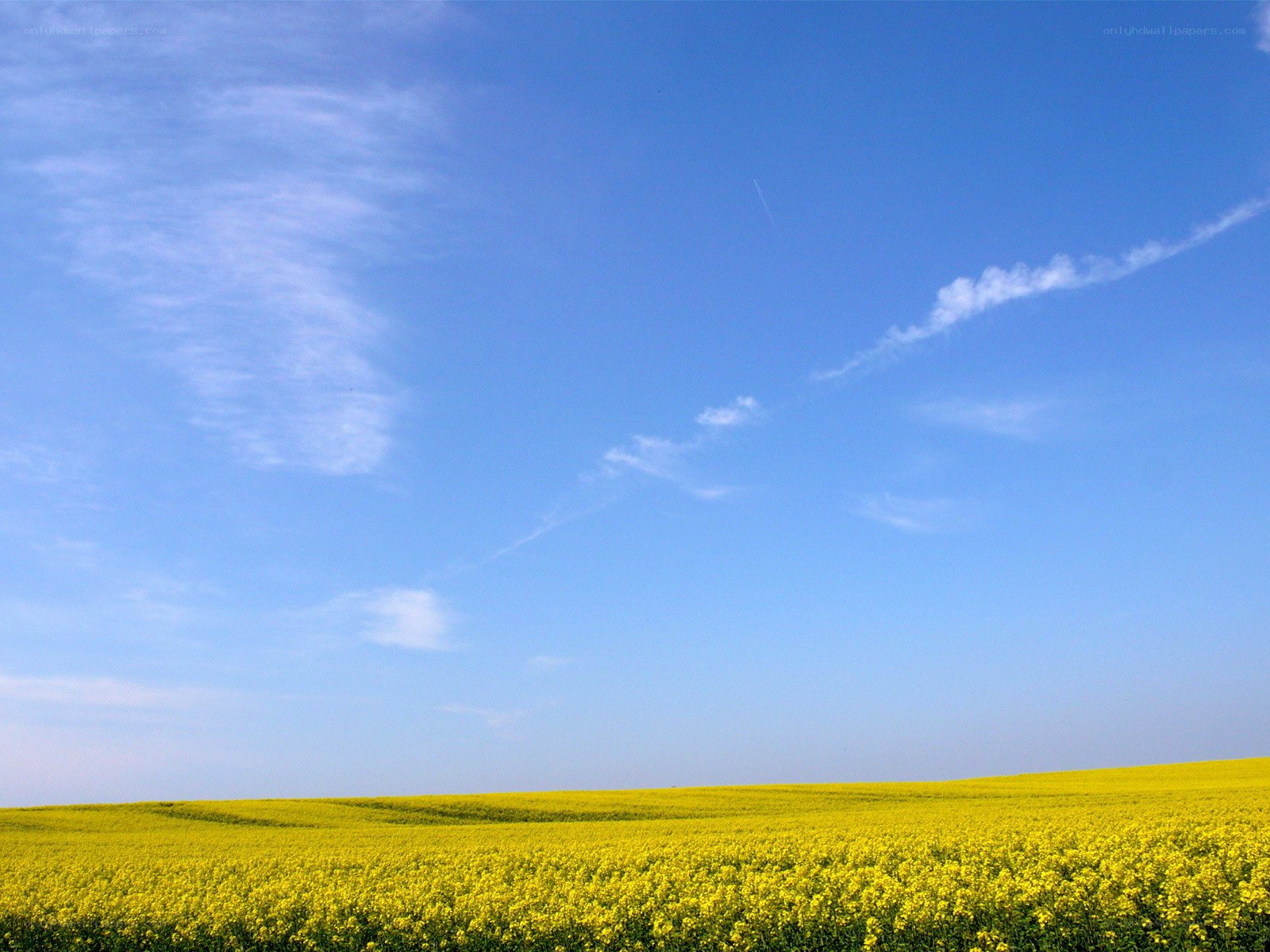 Yellow field under blue sky
