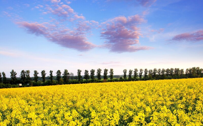 Yellow field under blue sky