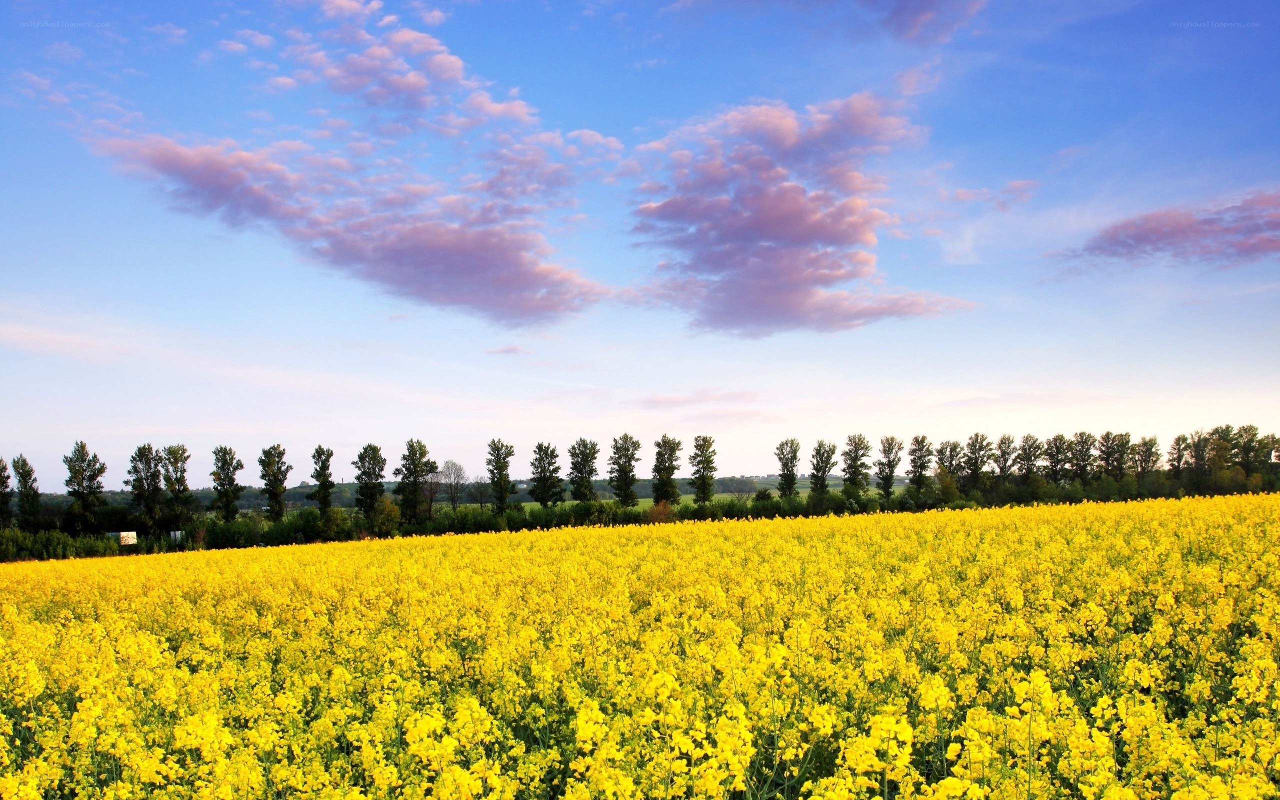 Yellow field under blue sky