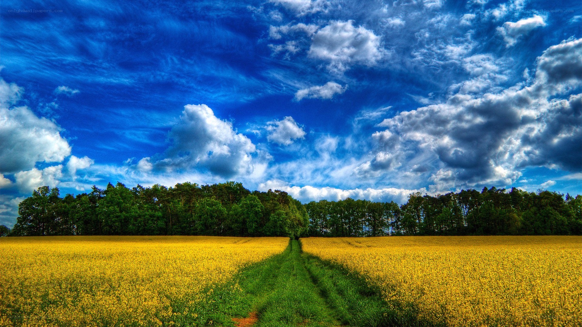 Yellow field under blue sky