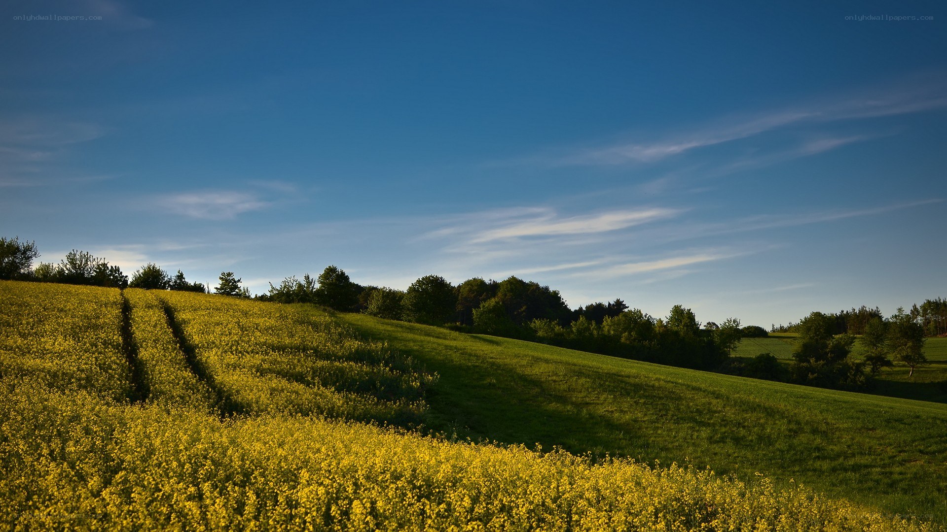 Yellow field under blue sky