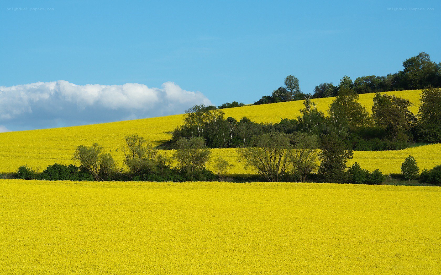 Yellow field under blue sky