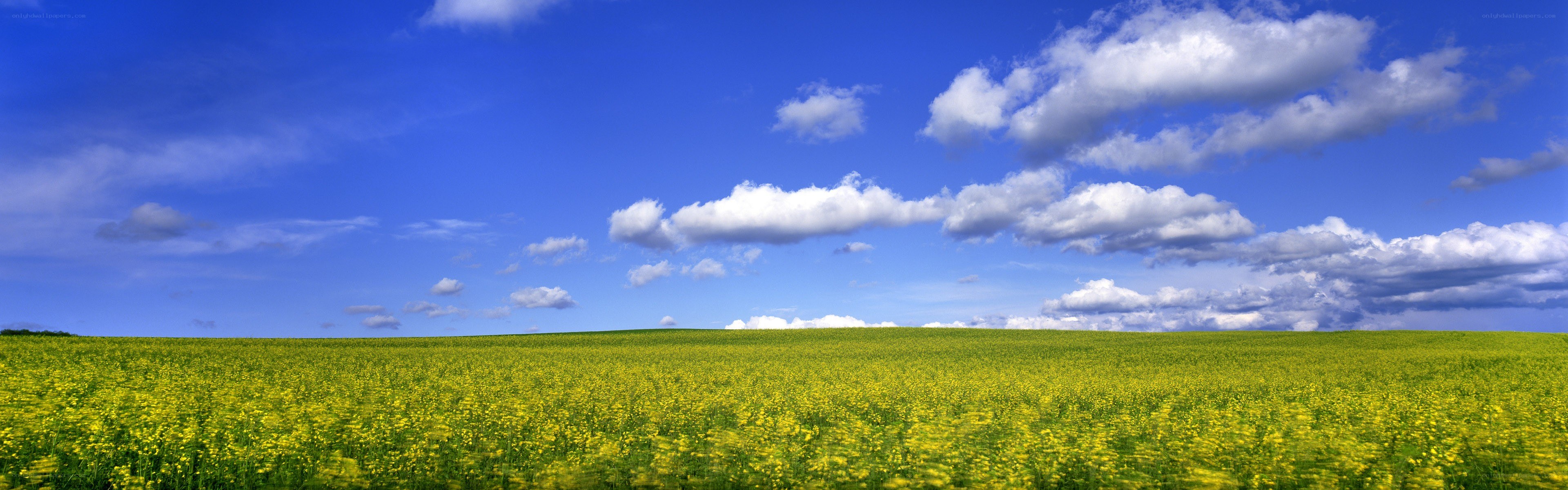 Yellow field under blue sky
