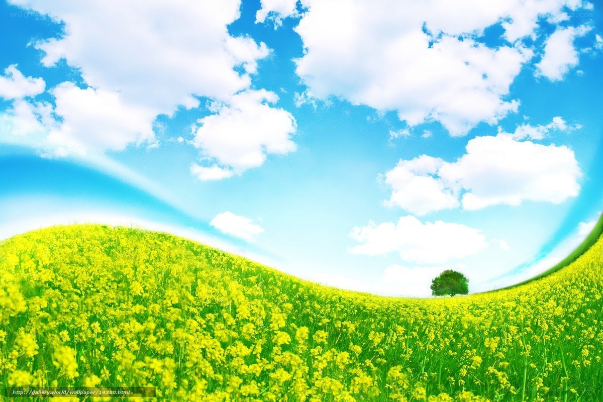 Yellow field under blue sky