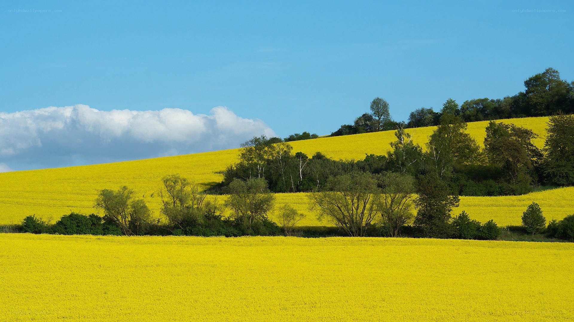 Yellow field under blue sky