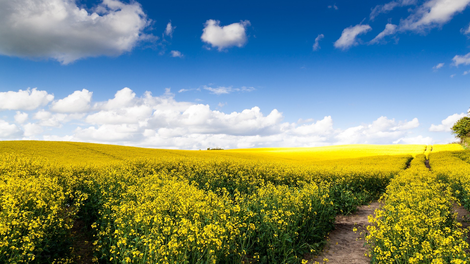 Yellow field under blue sky
