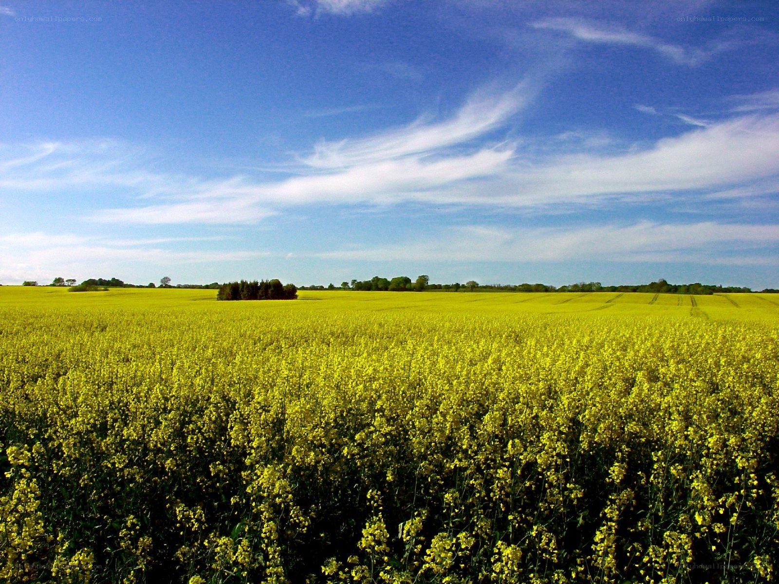 Yellow field under blue sky