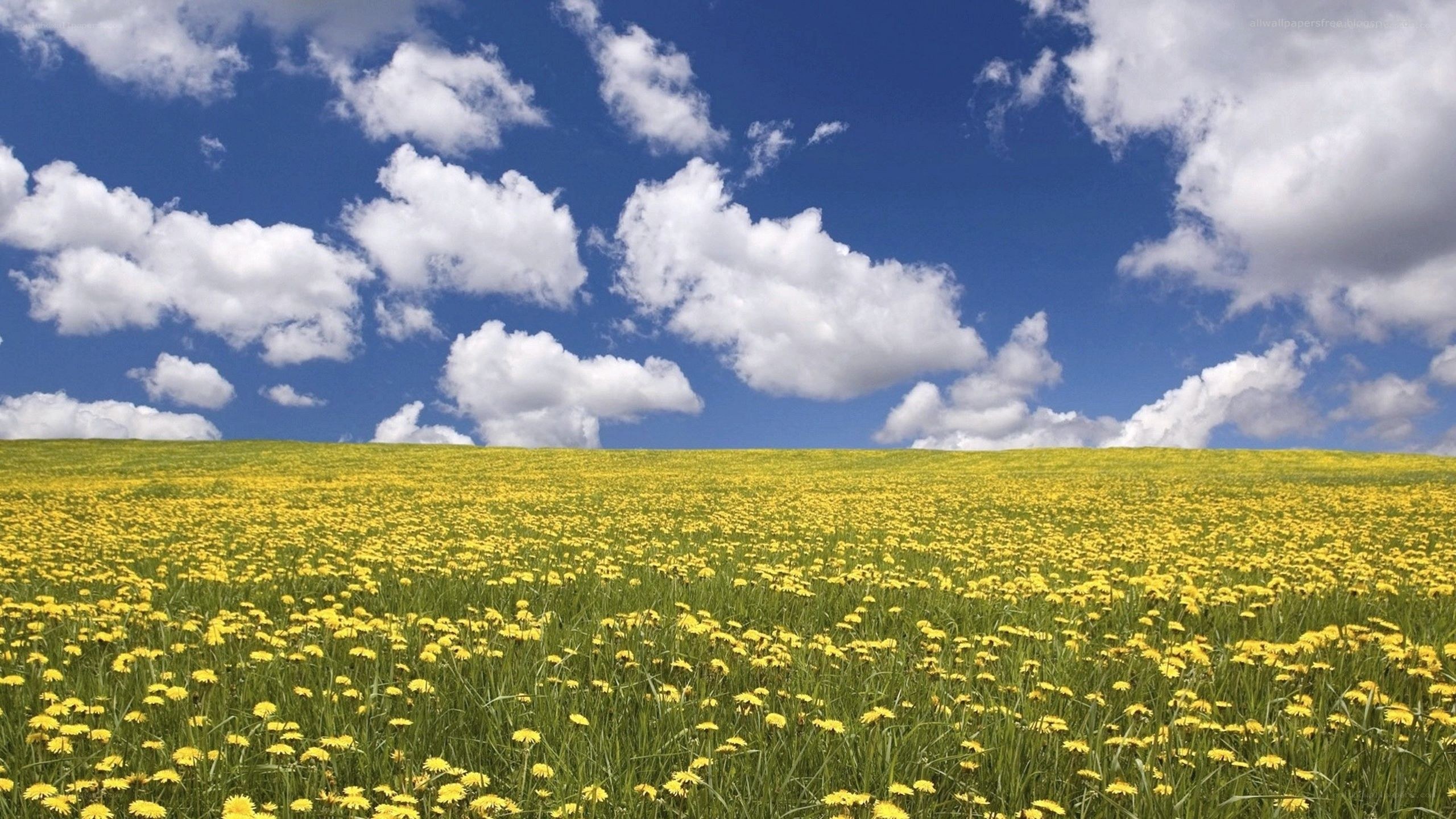 Yellow field under blue sky