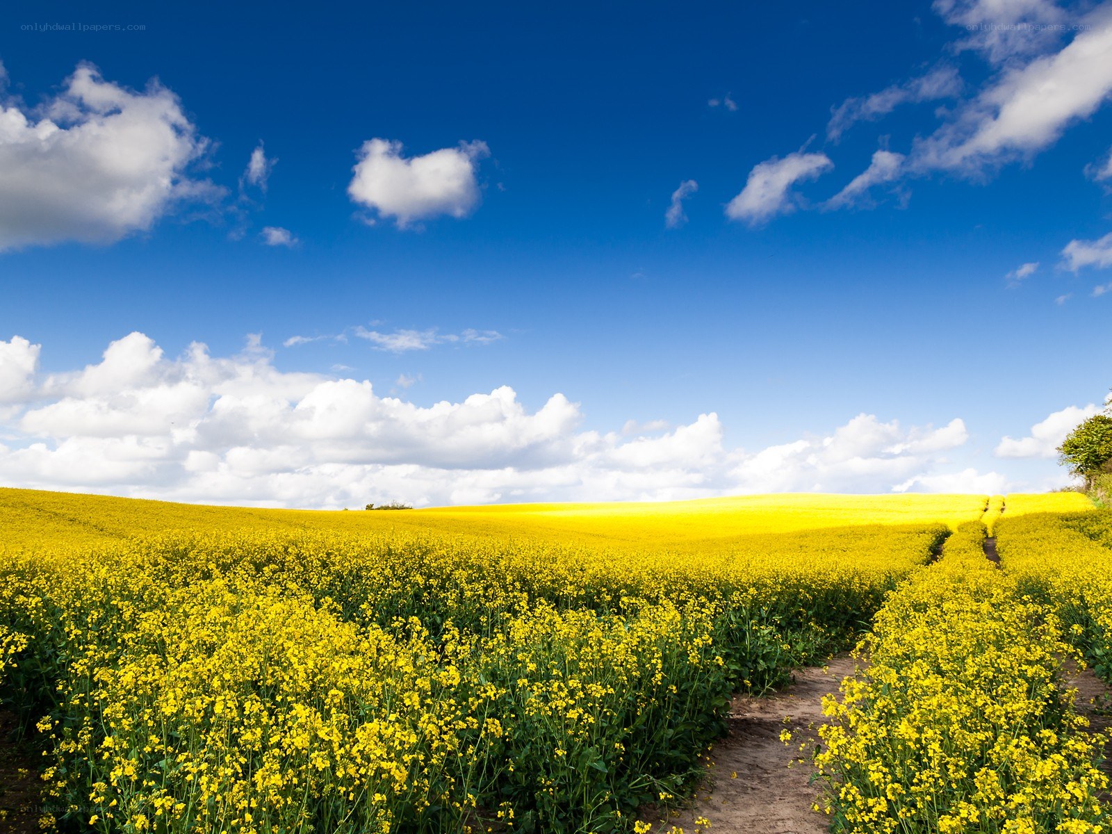 Yellow field under blue sky
