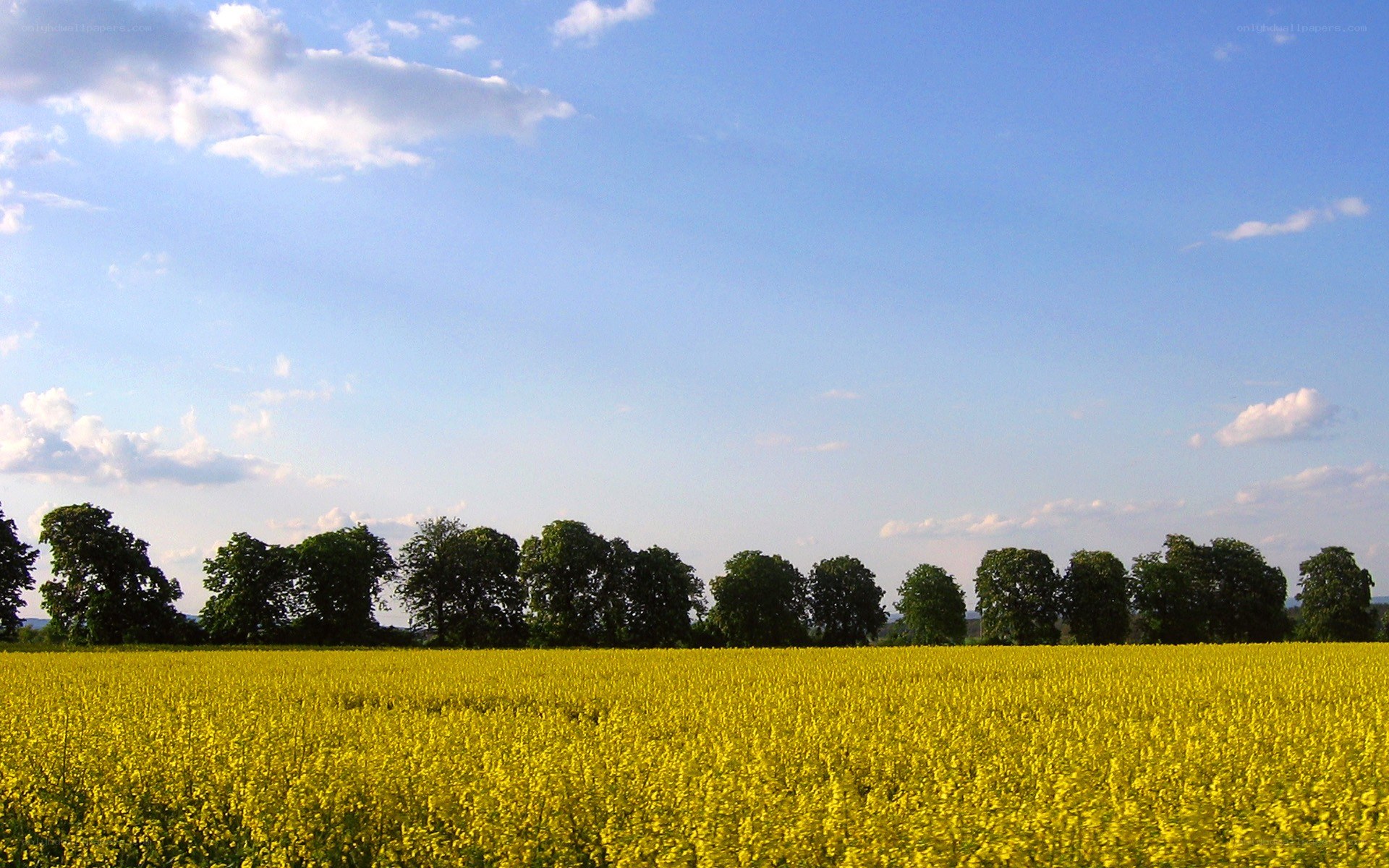 Yellow field under blue sky