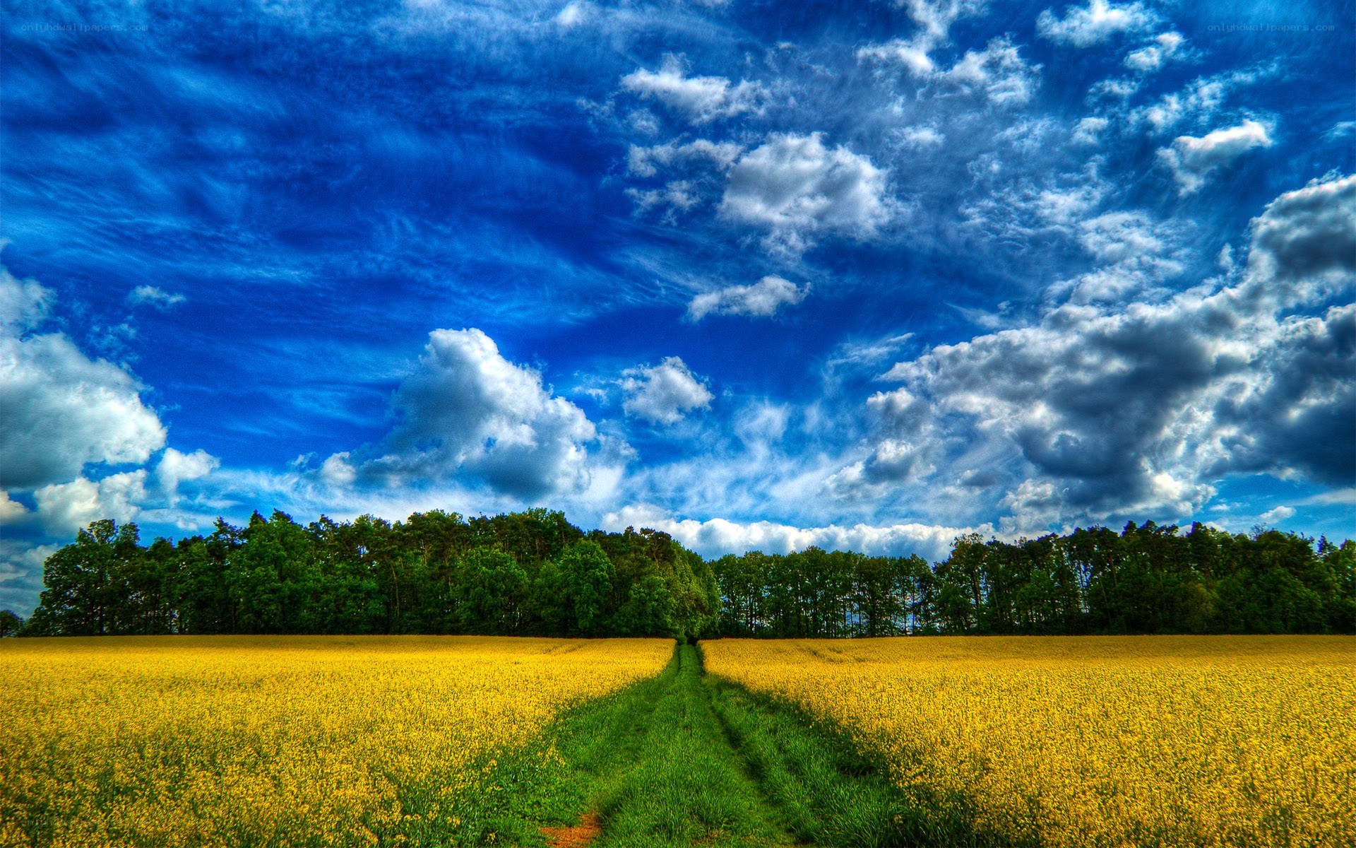 Yellow field under blue sky