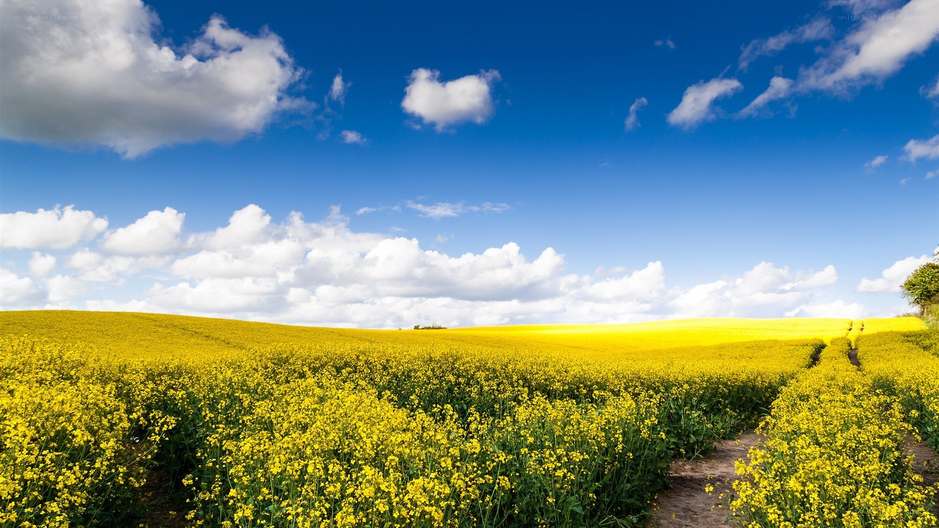 Yellow field under blue sky