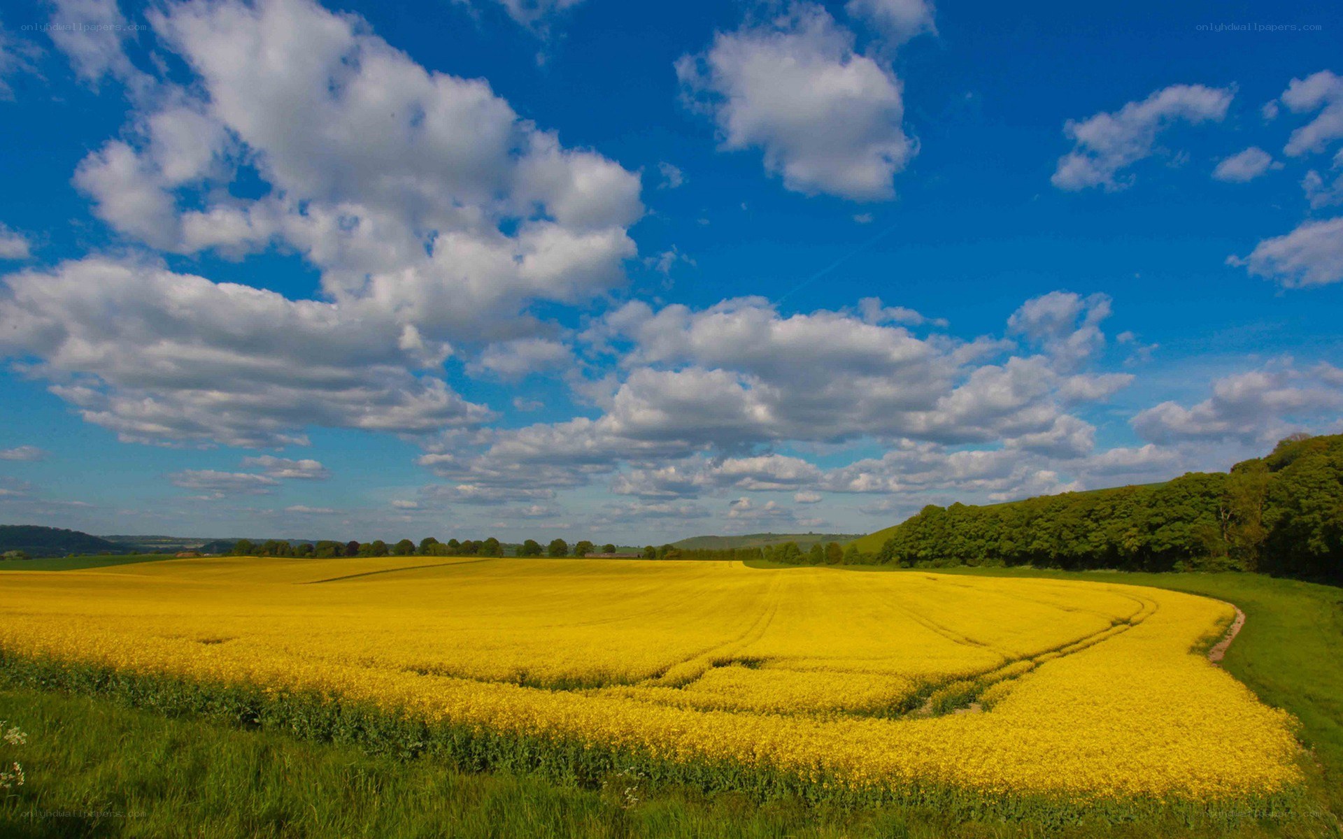 Yellow field under blue sky