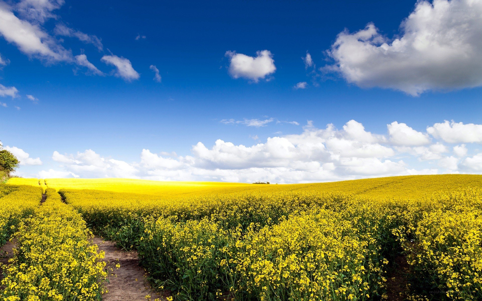 Yellow field under blue sky